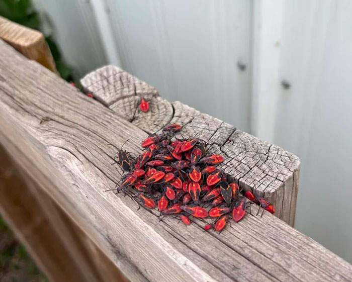 How To Get Rid Of Boxelder Bugs (10 Ways That Work)