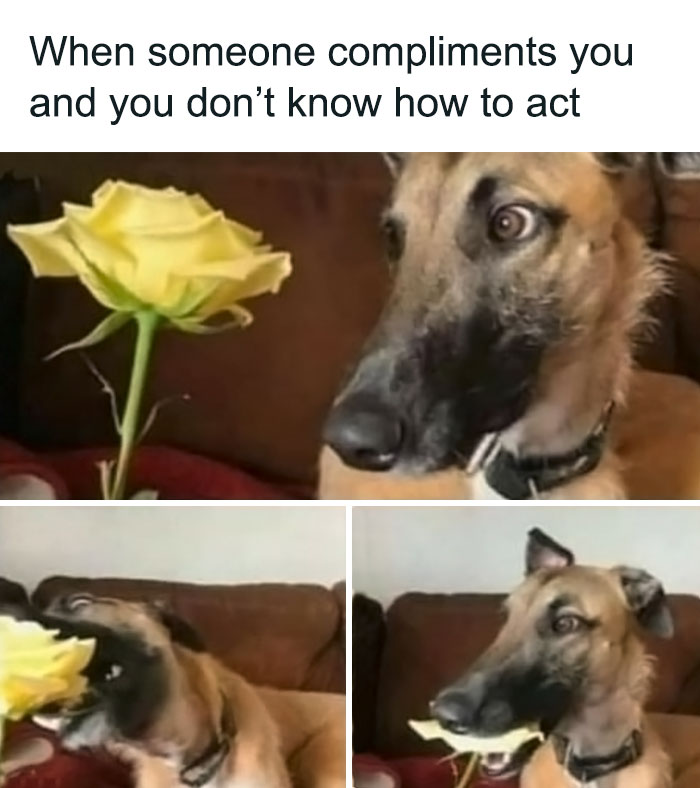 50 Funny Memes For Introverts That Might Make You Feel Understood 50 Funny Memes For Introverts That Might Make You Feel Understood