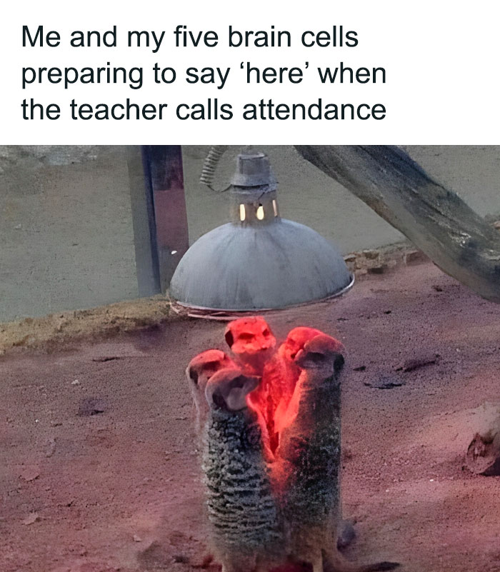 50 Funny Memes For Introverts That Might Make You Feel Understood 50 Funny Memes For Introverts That Might Make You Feel Understood