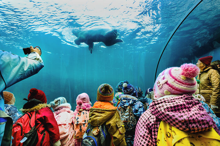 12 Captivating Animal Photos Of Polar Bears I Captured At The Zoo (New Pics) 12 Captivating Animal Photos Of Polar Bears I Captured At The Zoo (New Pics)