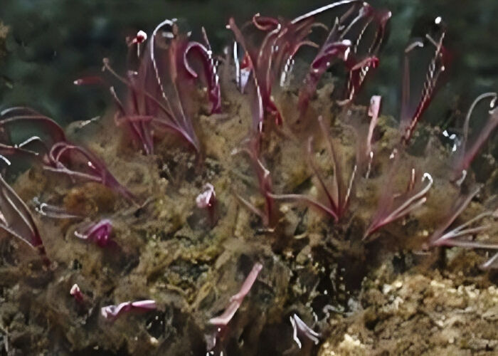 People Are Sharing Their Favorite Animal Facts That Never Cease To Amaze Them People Are Sharing Their Favorite Animal Facts That Never Cease To Amaze Them