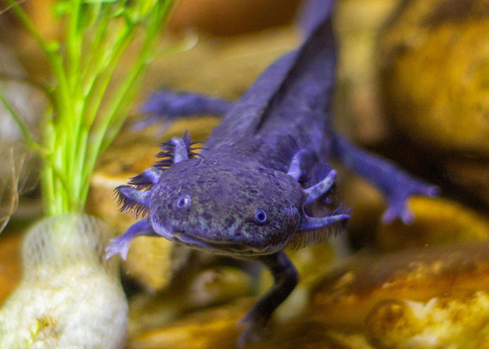 People Are Sharing Their Favorite Animal Facts That Never Cease To Amaze Them People Are Sharing Their Favorite Animal Facts That Never Cease To Amaze Them