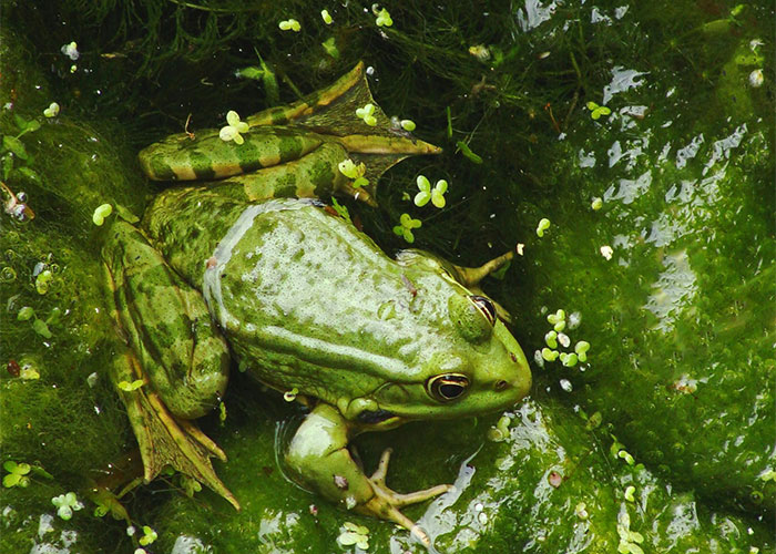 People Are Sharing Their Favorite Animal Facts That Never Cease To Amaze Them People Are Sharing Their Favorite Animal Facts That Never Cease To Amaze Them