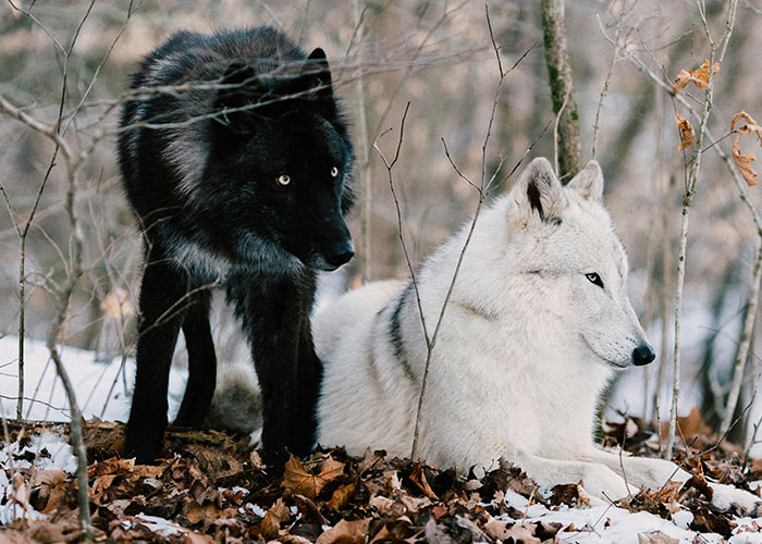 People Are Sharing Their Favorite Animal Facts That Never Cease To Amaze Them People Are Sharing Their Favorite Animal Facts That Never Cease To Amaze Them