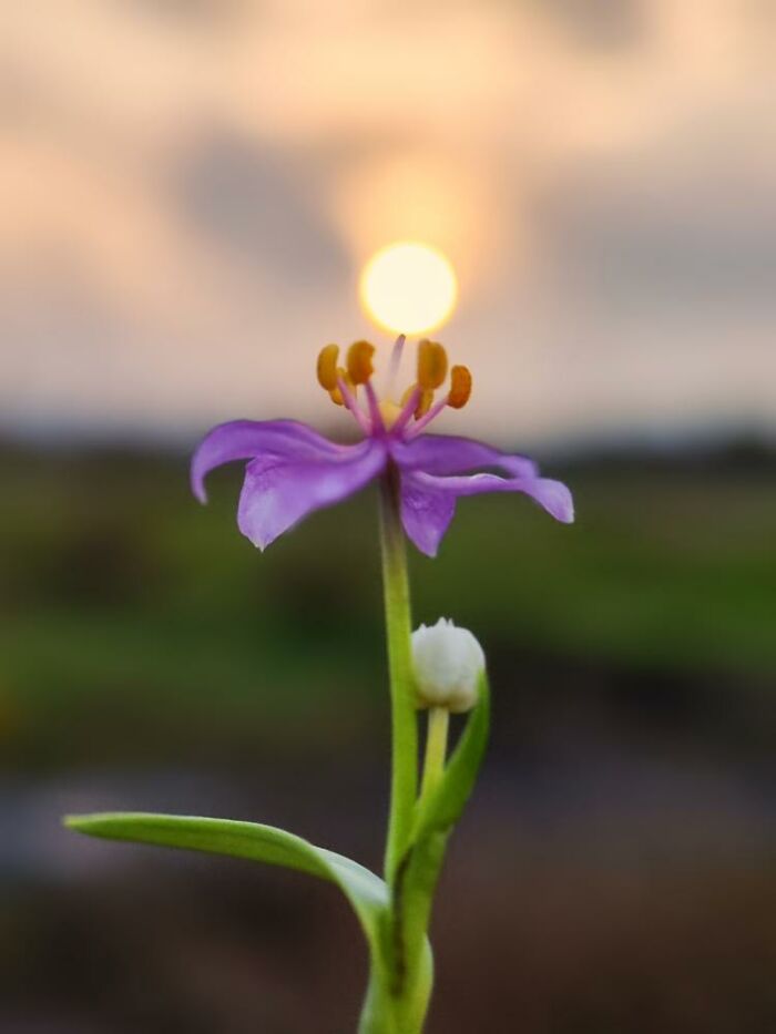 Golden Hour Gems: Aaditya Bhat’s Stunning Sunset Photo Stories (20 New Pics) Golden Hour Gems: Aaditya Bhat’s Stunning Sunset Photo Stories (20 New Pics)