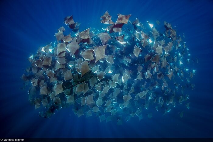 15 Winning Images Of The United Nations World Oceans Day Photo Competition 2024 15 Winning Images Of The United Nations World Oceans Day Photo Competition 2024