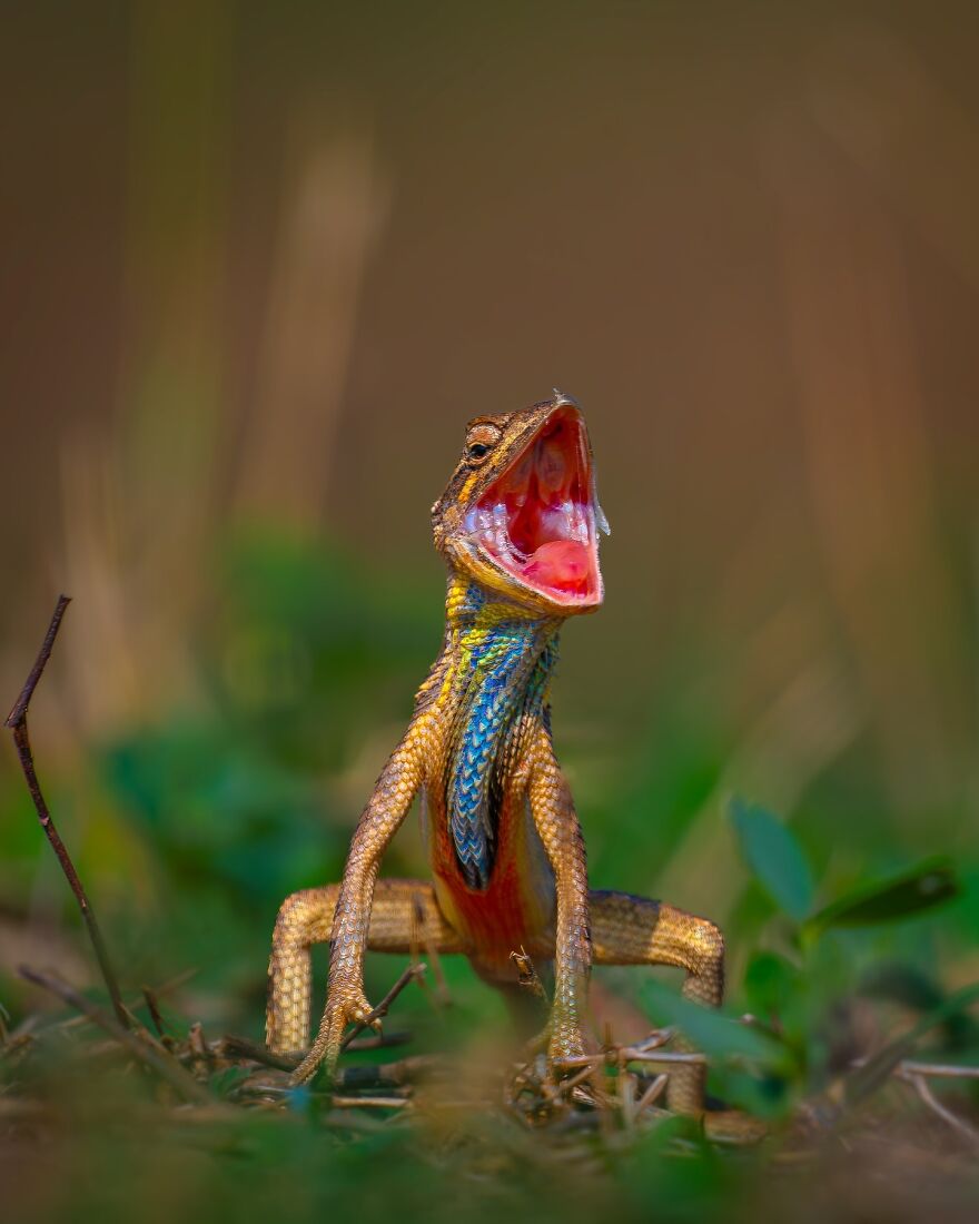 Unique Wildlife Close-UPS By Ayush Singh That Highlight Conservation Efforts (60 Pics) Unique Wildlife Close-UPS By Ayush Singh That Highlight Conservation Efforts (60 Pics)