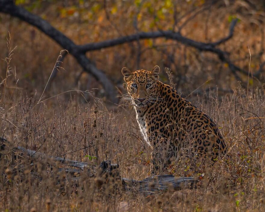 Unique Wildlife Close-UPS By Ayush Singh That Highlight Conservation Efforts (60 Pics) Unique Wildlife Close-UPS By Ayush Singh That Highlight Conservation Efforts (60 Pics)