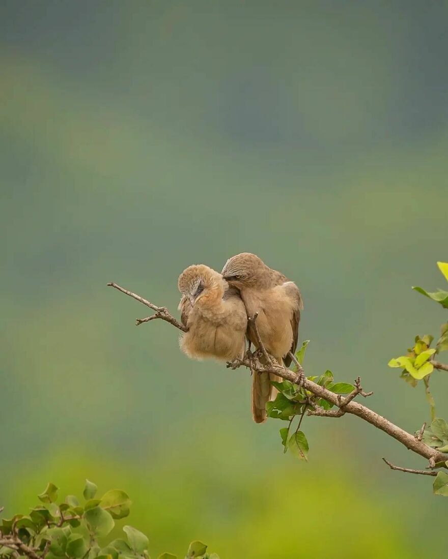 Unique Wildlife Close-UPS By Ayush Singh That Highlight Conservation Efforts (60 Pics) Unique Wildlife Close-UPS By Ayush Singh That Highlight Conservation Efforts (60 Pics)