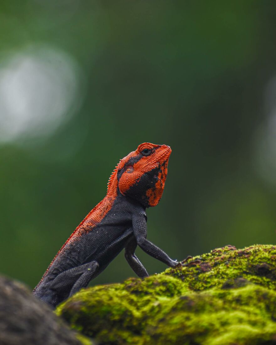 Unique Wildlife Close-UPS By Ayush Singh That Highlight Conservation Efforts (60 Pics) Unique Wildlife Close-UPS By Ayush Singh That Highlight Conservation Efforts (60 Pics)