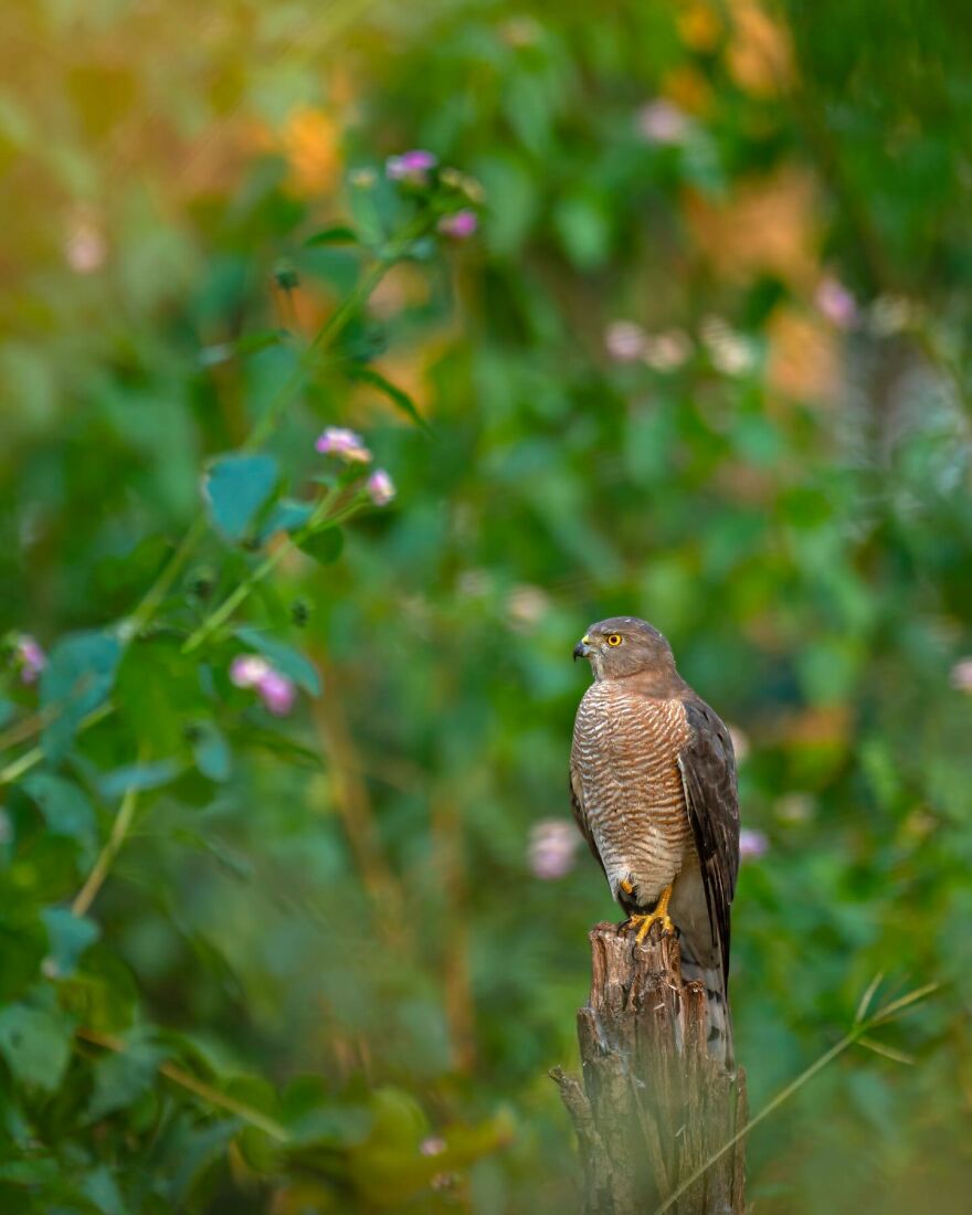 Unique Wildlife Close-UPS By Ayush Singh That Highlight Conservation Efforts (60 Pics) Unique Wildlife Close-UPS By Ayush Singh That Highlight Conservation Efforts (60 Pics)