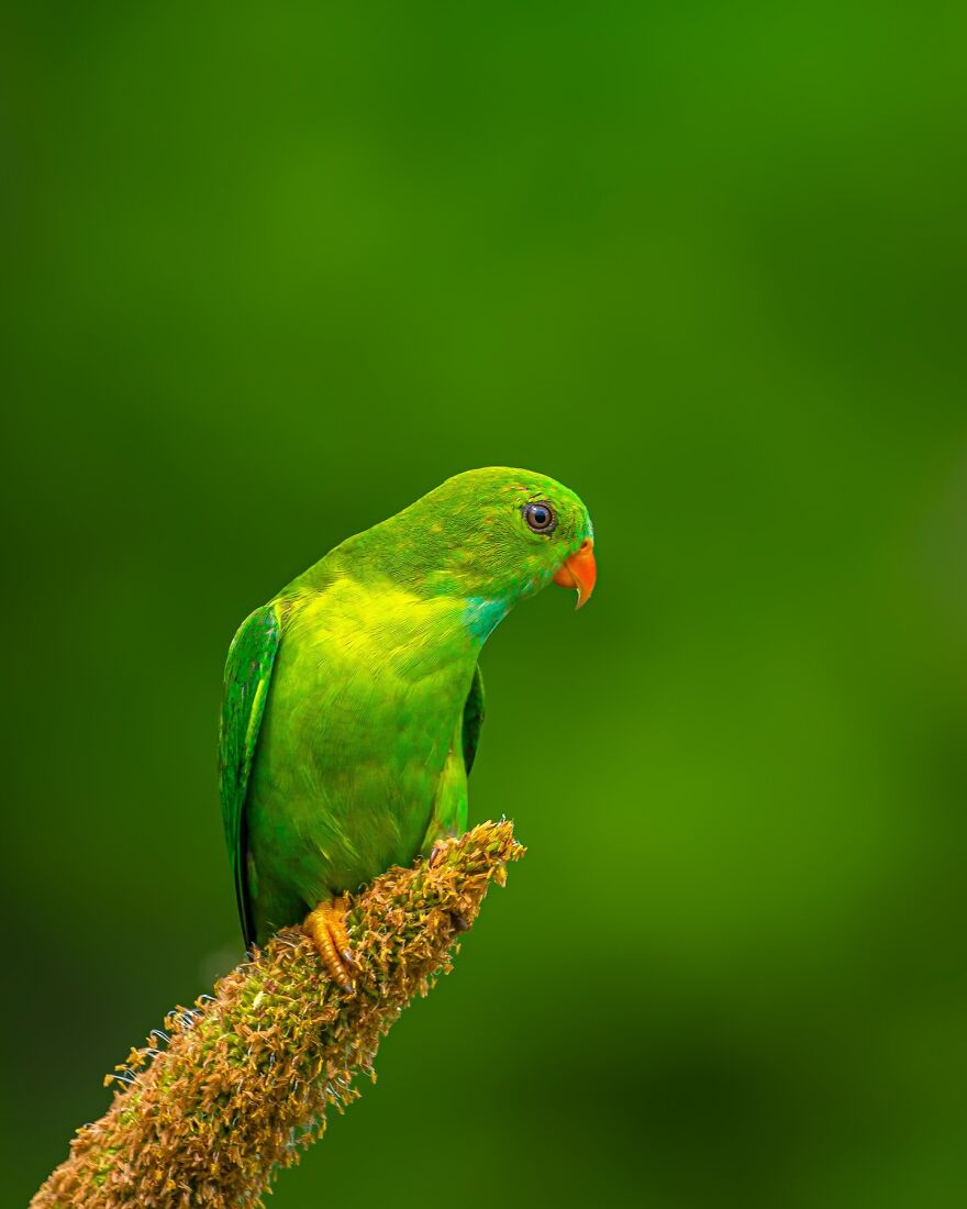 Unique Wildlife Close-UPS By Ayush Singh That Highlight Conservation Efforts (60 Pics) Unique Wildlife Close-UPS By Ayush Singh That Highlight Conservation Efforts (60 Pics)