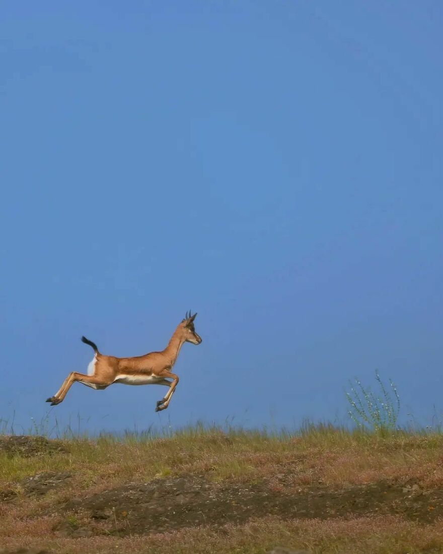 Unique Wildlife Close-UPS By Ayush Singh That Highlight Conservation Efforts (60 Pics) Unique Wildlife Close-UPS By Ayush Singh That Highlight Conservation Efforts (60 Pics)