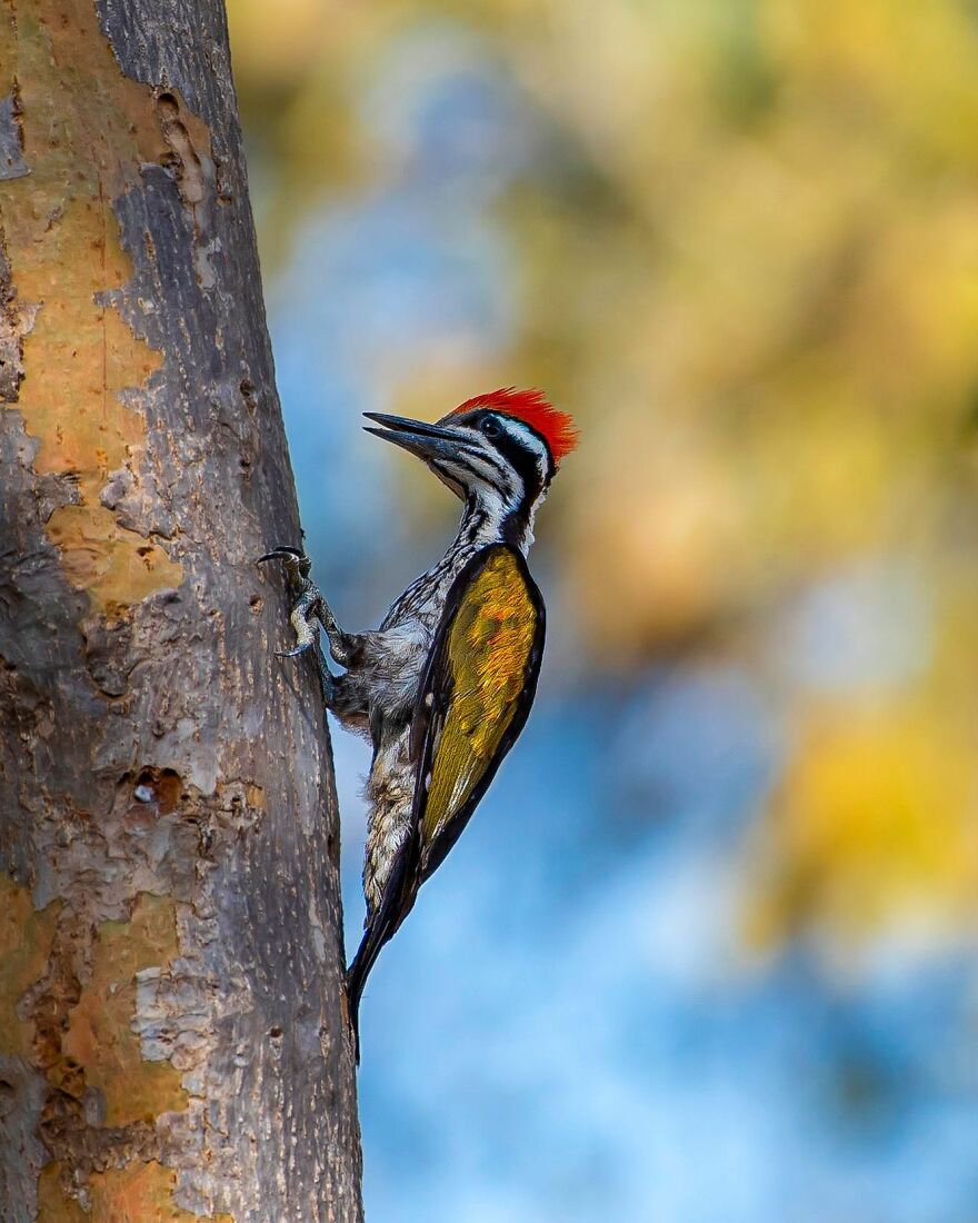 Unique Wildlife Close-UPS By Ayush Singh That Highlight Conservation Efforts (60 Pics) Unique Wildlife Close-UPS By Ayush Singh That Highlight Conservation Efforts (60 Pics)