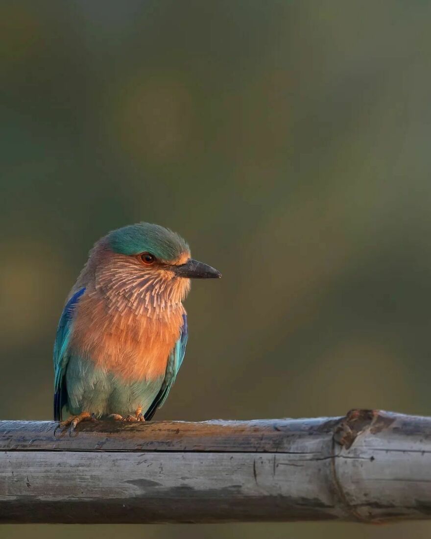 Unique Wildlife Close-UPS By Ayush Singh That Highlight Conservation Efforts (60 Pics) Unique Wildlife Close-UPS By Ayush Singh That Highlight Conservation Efforts (60 Pics)