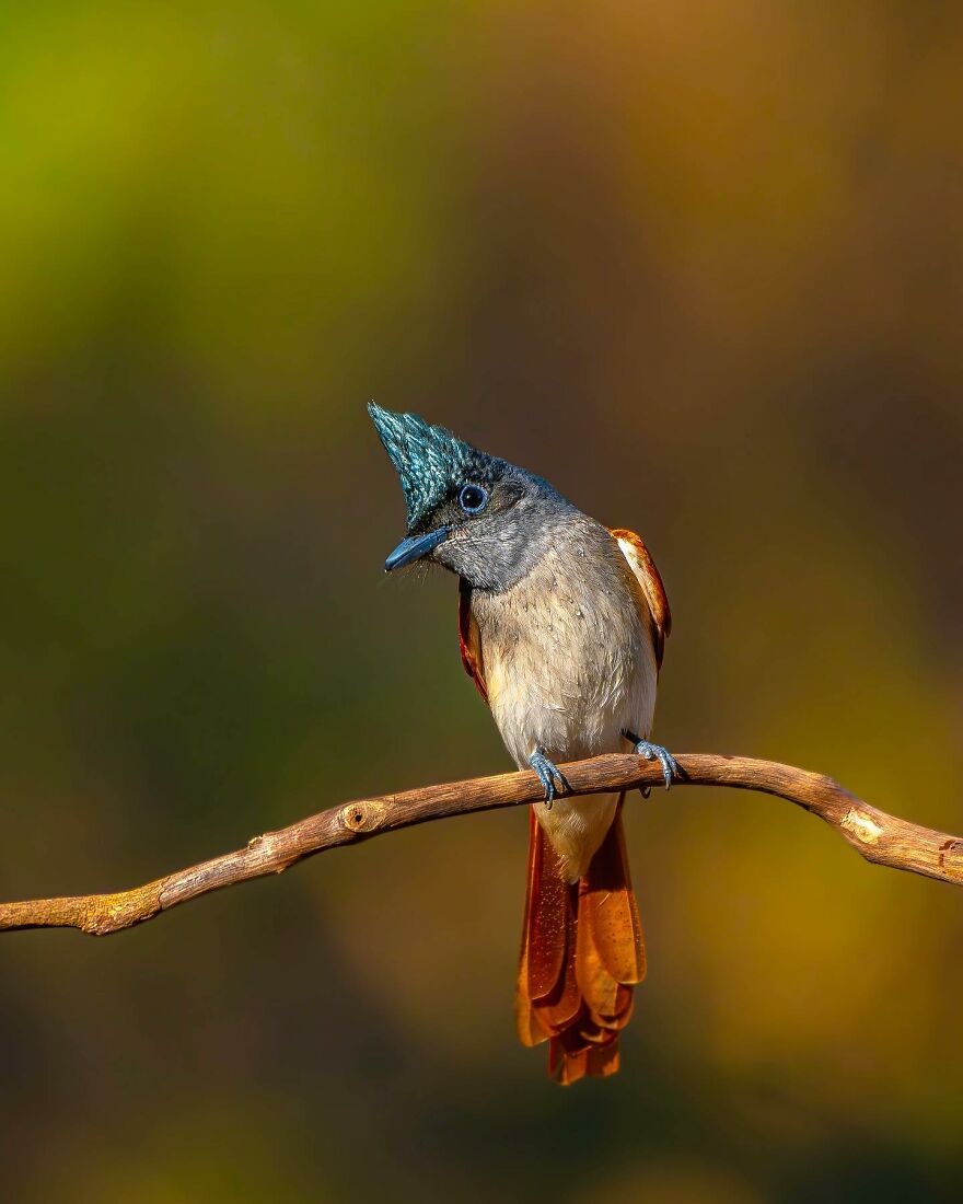 Unique Wildlife Close-UPS By Ayush Singh That Highlight Conservation Efforts (60 Pics) Unique Wildlife Close-UPS By Ayush Singh That Highlight Conservation Efforts (60 Pics)