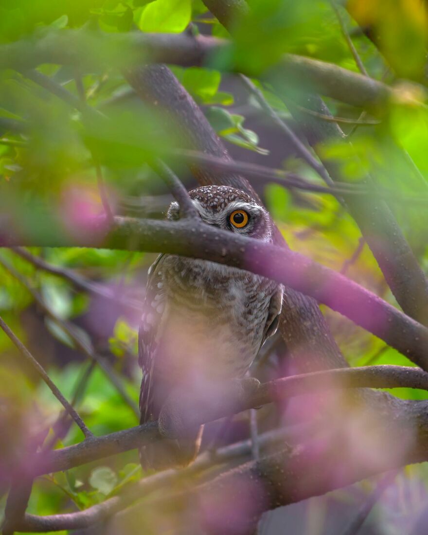 Unique Wildlife Close-UPS By Ayush Singh That Highlight Conservation Efforts (60 Pics) Unique Wildlife Close-UPS By Ayush Singh That Highlight Conservation Efforts (60 Pics)