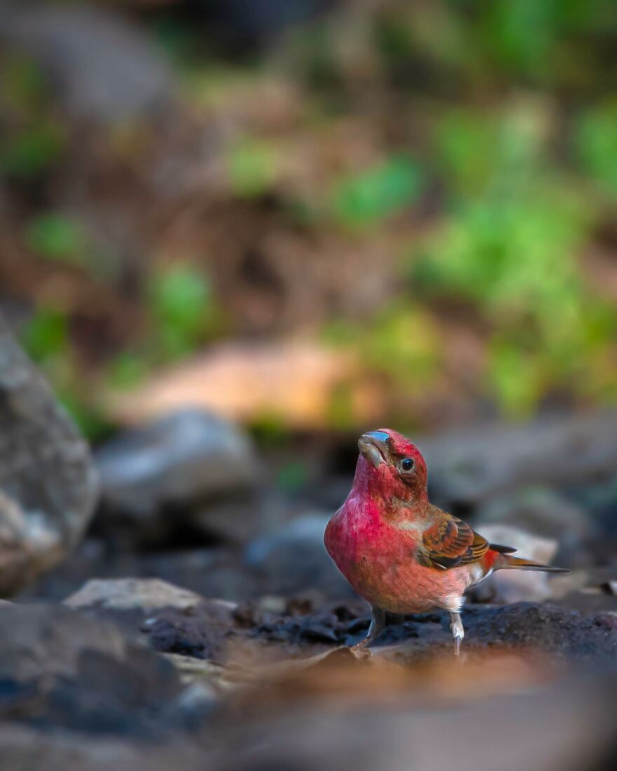 Unique Wildlife Close-UPS By Ayush Singh That Highlight Conservation Efforts (60 Pics) Unique Wildlife Close-UPS By Ayush Singh That Highlight Conservation Efforts (60 Pics)