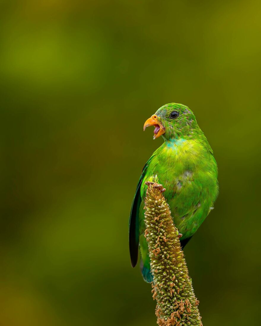 Unique Wildlife Close-UPS By Ayush Singh That Highlight Conservation Efforts (60 Pics) Unique Wildlife Close-UPS By Ayush Singh That Highlight Conservation Efforts (60 Pics)