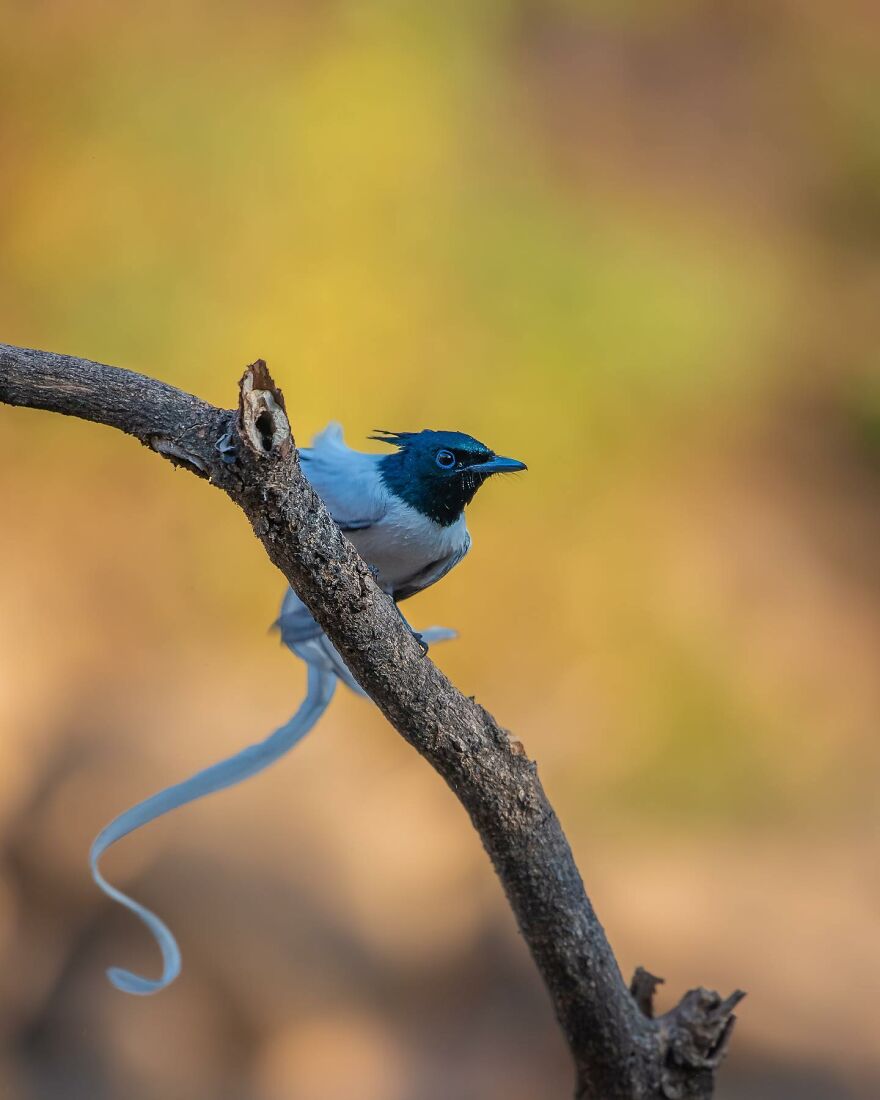 Unique Wildlife Close-UPS By Ayush Singh That Highlight Conservation Efforts (60 Pics) Unique Wildlife Close-UPS By Ayush Singh That Highlight Conservation Efforts (60 Pics)