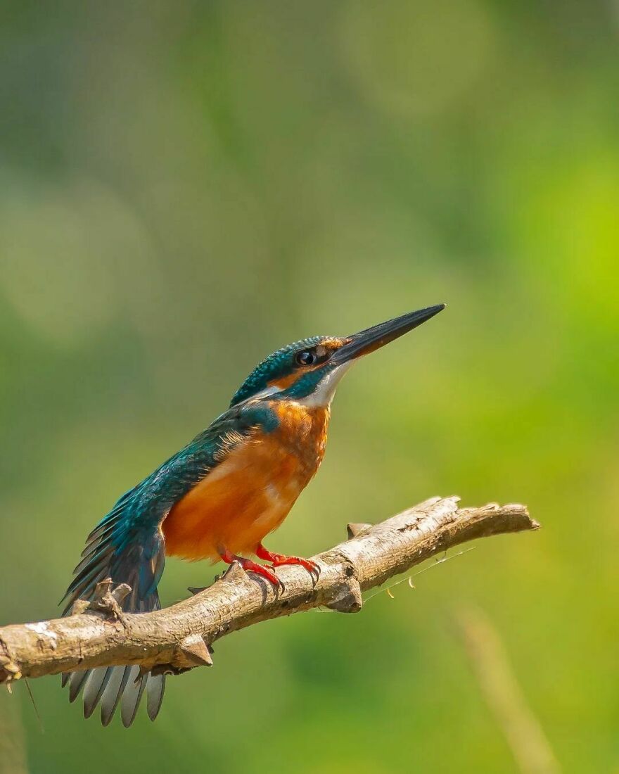 Unique Wildlife Close-UPS By Ayush Singh That Highlight Conservation Efforts (60 Pics) Unique Wildlife Close-UPS By Ayush Singh That Highlight Conservation Efforts (60 Pics)