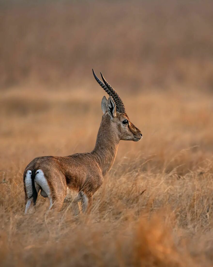 Unique Wildlife Close-UPS By Ayush Singh That Highlight Conservation Efforts (60 Pics) Unique Wildlife Close-UPS By Ayush Singh That Highlight Conservation Efforts (60 Pics)