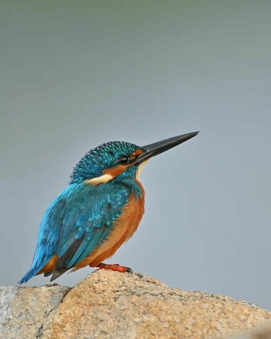 Unique Wildlife Close-UPS By Ayush Singh That Highlight Conservation Efforts (60 Pics) Unique Wildlife Close-UPS By Ayush Singh That Highlight Conservation Efforts (60 Pics)