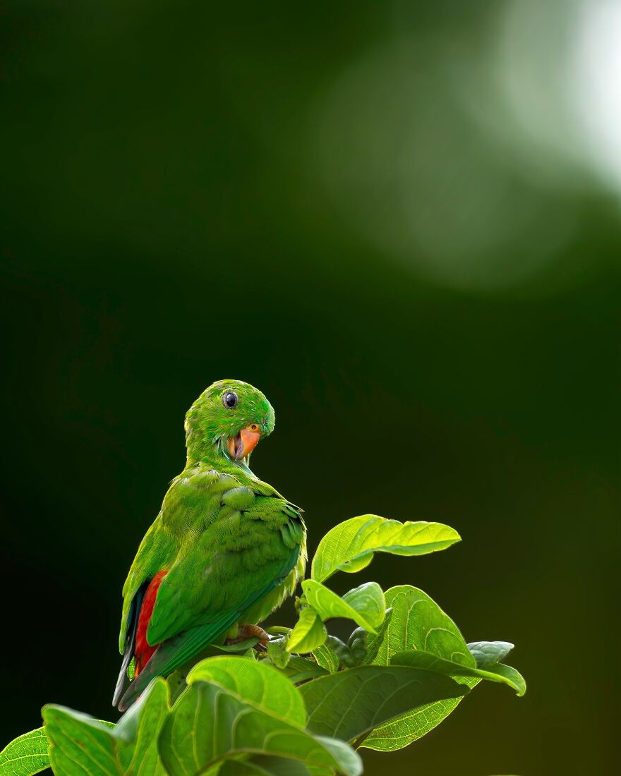 Unique Wildlife Close-UPS By Ayush Singh That Highlight Conservation Efforts (60 Pics) Unique Wildlife Close-UPS By Ayush Singh That Highlight Conservation Efforts (60 Pics)