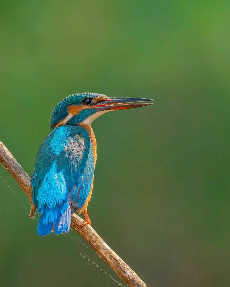 Unique Wildlife Close-UPS By Ayush Singh That Highlight Conservation Efforts (60 Pics) Unique Wildlife Close-UPS By Ayush Singh That Highlight Conservation Efforts (60 Pics)