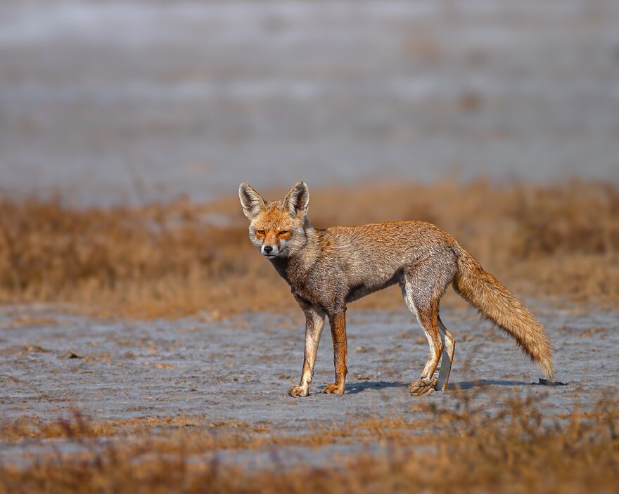 Unique Wildlife Close-UPS By Ayush Singh That Highlight Conservation Efforts (60 Pics) Unique Wildlife Close-UPS By Ayush Singh That Highlight Conservation Efforts (60 Pics)