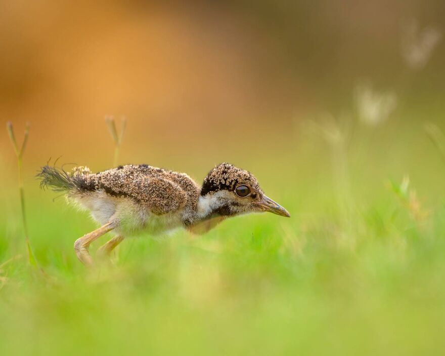 Unique Wildlife Close-UPS By Ayush Singh That Highlight Conservation Efforts (60 Pics) Unique Wildlife Close-UPS By Ayush Singh That Highlight Conservation Efforts (60 Pics)