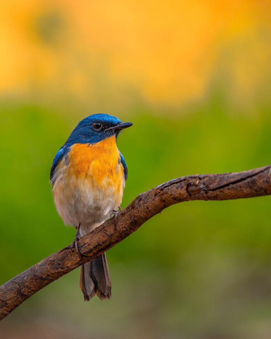 Unique Wildlife Close-UPS By Ayush Singh That Highlight Conservation Efforts (60 Pics) Unique Wildlife Close-UPS By Ayush Singh That Highlight Conservation Efforts (60 Pics)