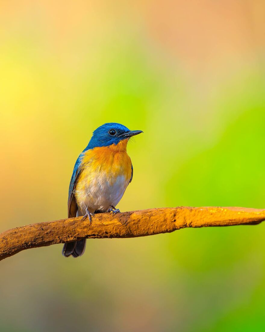 Unique Wildlife Close-UPS By Ayush Singh That Highlight Conservation Efforts (60 Pics) Unique Wildlife Close-UPS By Ayush Singh That Highlight Conservation Efforts (60 Pics)
