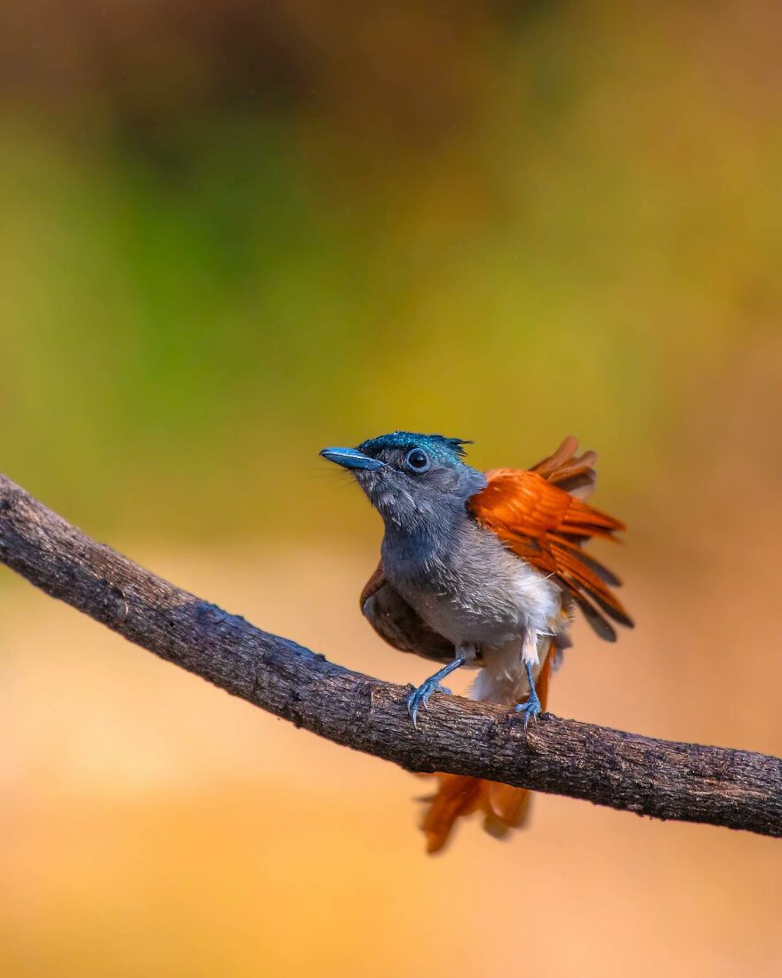 Unique Wildlife Close-UPS By Ayush Singh That Highlight Conservation Efforts (60 Pics) Unique Wildlife Close-UPS By Ayush Singh That Highlight Conservation Efforts (60 Pics)
