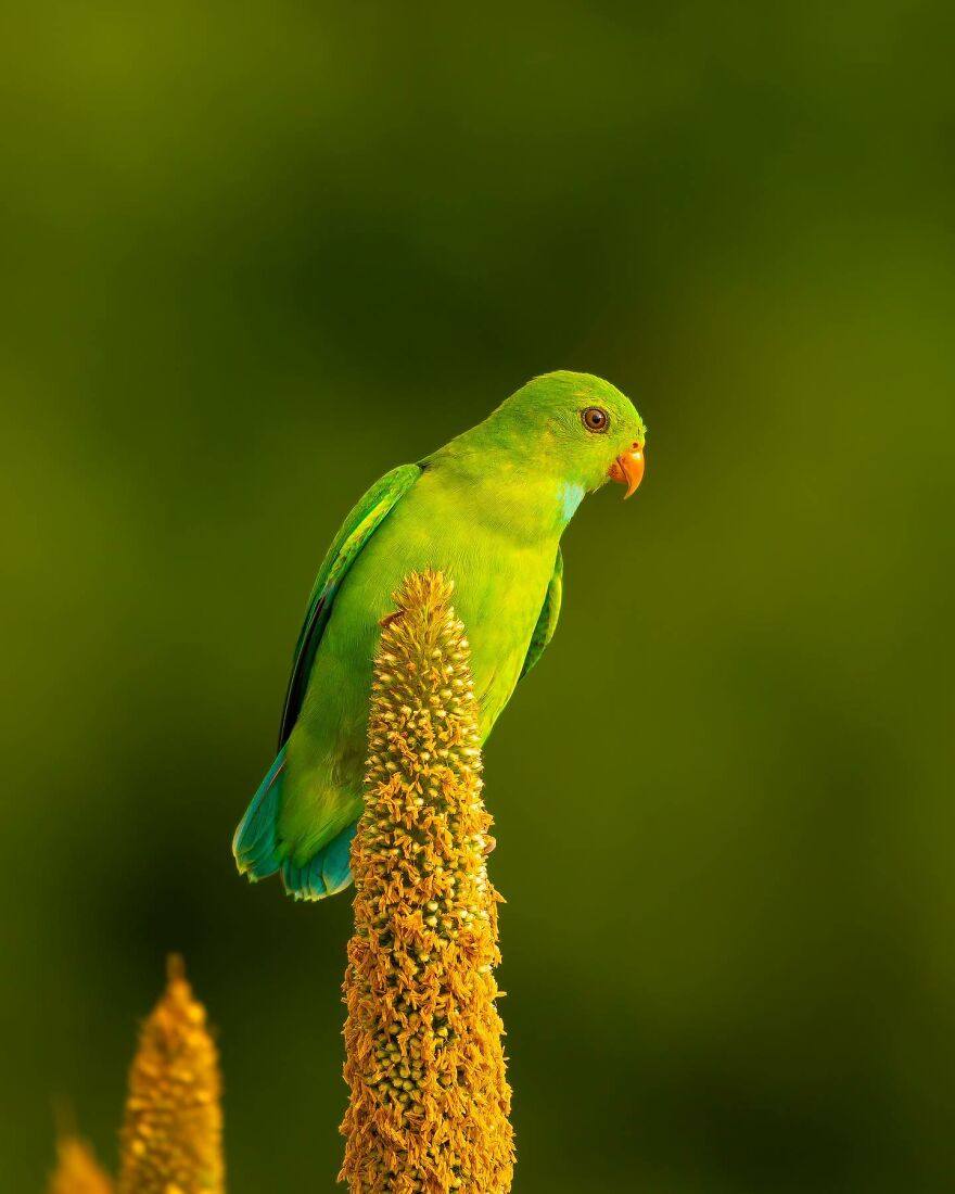 Unique Wildlife Close-UPS By Ayush Singh That Highlight Conservation Efforts (60 Pics) Unique Wildlife Close-UPS By Ayush Singh That Highlight Conservation Efforts (60 Pics)
