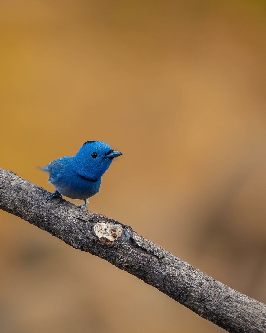 Unique Wildlife Close-UPS By Ayush Singh That Highlight Conservation Efforts (60 Pics) Unique Wildlife Close-UPS By Ayush Singh That Highlight Conservation Efforts (60 Pics)