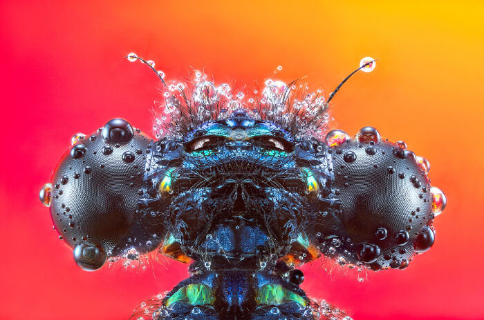 30 Captivating Winning Images Of This Year&#8217;s 1839 Awards