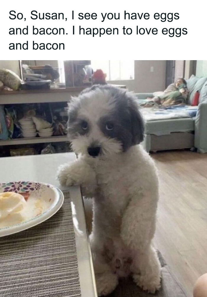 50 Soul-Healing Dog Memes That Are Cute And Funny At The Same Time 50 Soul-Healing Dog Memes That Are Cute And Funny At The Same Time