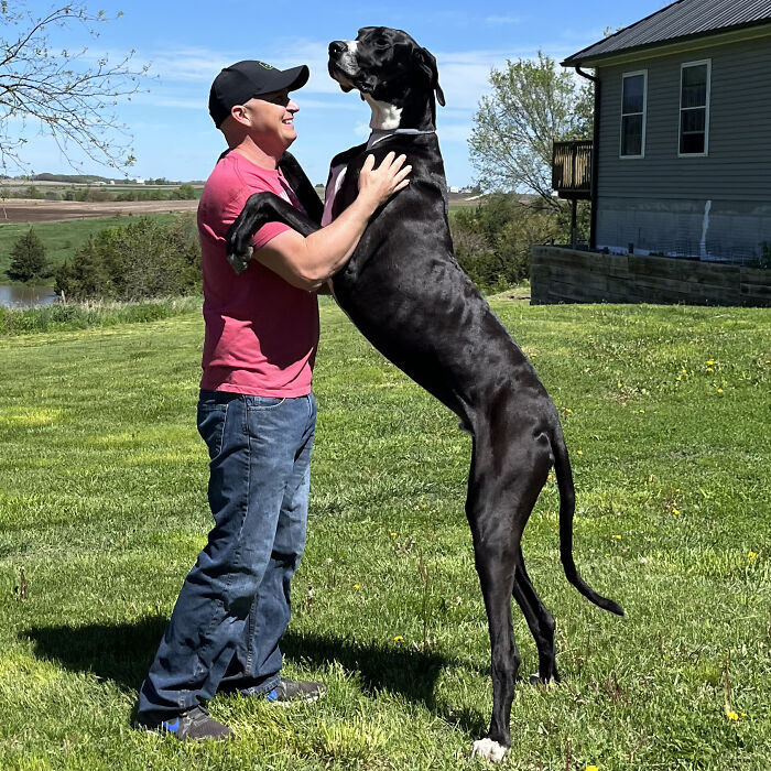 Meet Kevin, The World’s Tallest Living Dog From West Des Moines, Iowa Meet Kevin, The World’s Tallest Living Dog From West Des Moines, Iowa