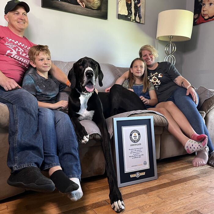 Meet Kevin, The World’s Tallest Living Dog From West Des Moines, Iowa Meet Kevin, The World’s Tallest Living Dog From West Des Moines, Iowa