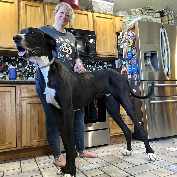 Meet Kevin, The World’s Tallest Living Dog From West Des Moines, Iowa Meet Kevin, The World’s Tallest Living Dog From West Des Moines, Iowa