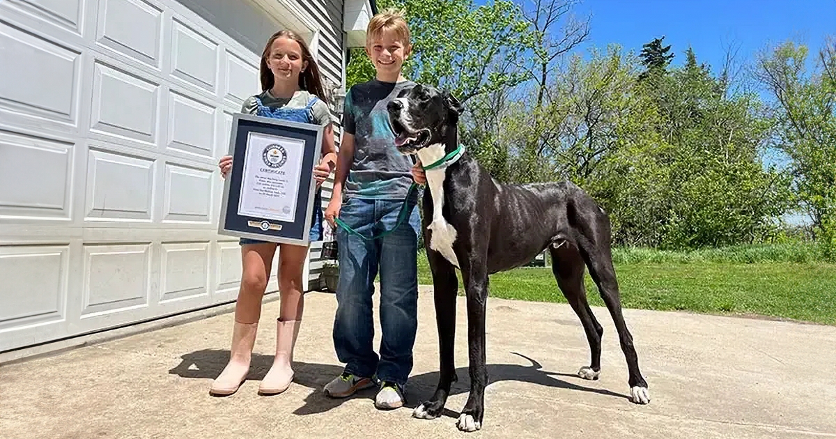 Meet Kevin, The World’s Tallest Living Dog From West Des Moines, Iowa Meet Kevin, The World’s Tallest Living Dog From West Des Moines, Iowa