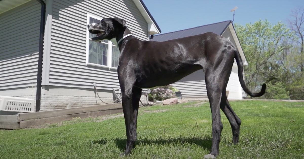 Meet Kevin, The World’s Tallest Living Dog From West Des Moines, Iowa Meet Kevin, The World’s Tallest Living Dog From West Des Moines, Iowa