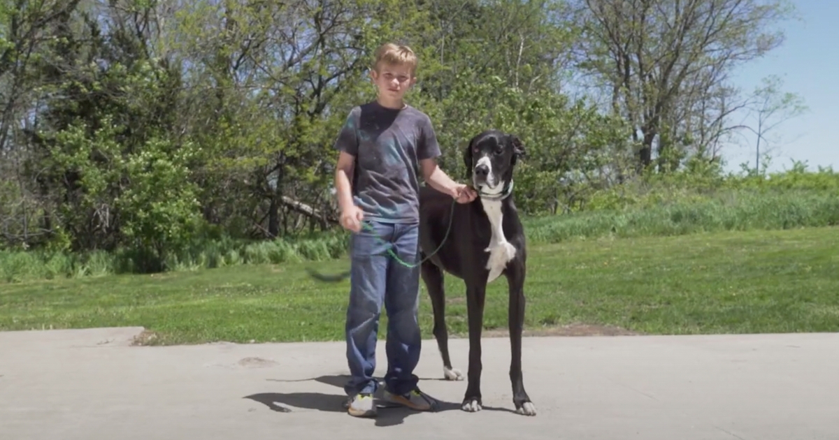 Meet Kevin, The World’s Tallest Living Dog From West Des Moines, Iowa Meet Kevin, The World’s Tallest Living Dog From West Des Moines, Iowa