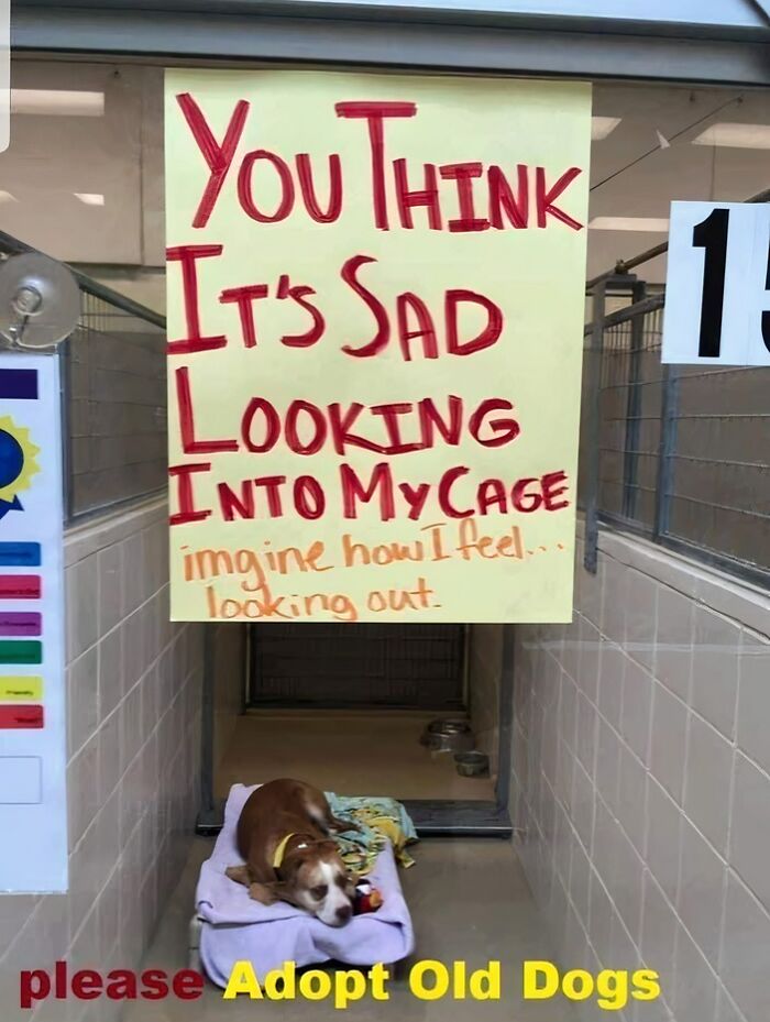 Feel-Good Animal Memes: 50 Reasons To Smile Today Feel-Good Animal Memes: 50 Reasons To Smile Today