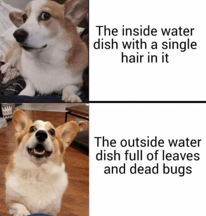 Feel-Good Animal Memes: 50 Reasons To Smile Today Feel-Good Animal Memes: 50 Reasons To Smile Today