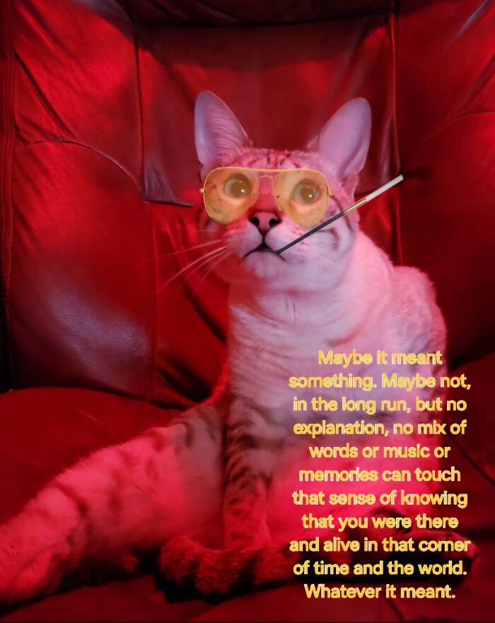 I Created Images Of My Cat Paired With Quotes From Fear And Loathing (12 Pics) I Created Images Of My Cat Paired With Quotes From Fear And Loathing (12 Pics)
