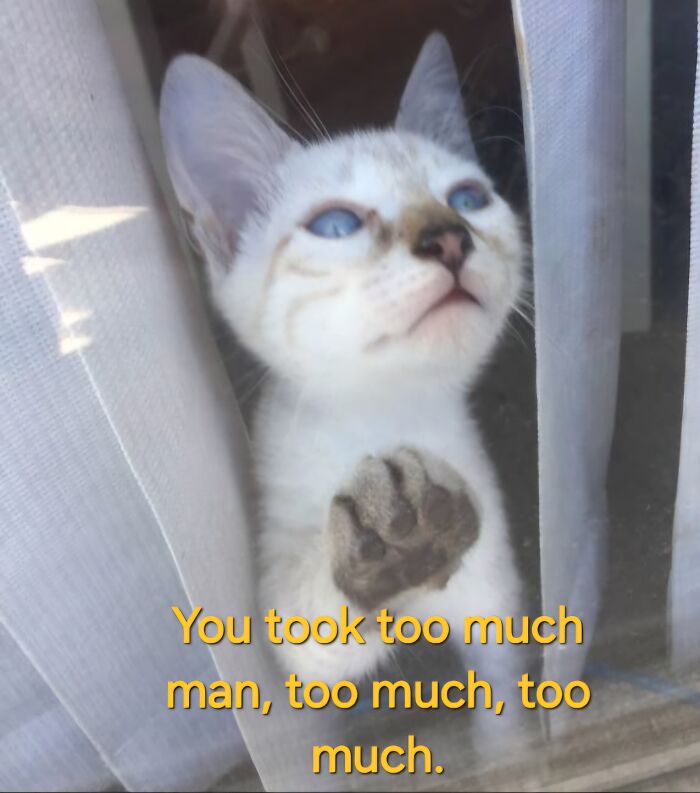 I Created Images Of My Cat Paired With Quotes From Fear And Loathing (12 Pics) I Created Images Of My Cat Paired With Quotes From Fear And Loathing (12 Pics)