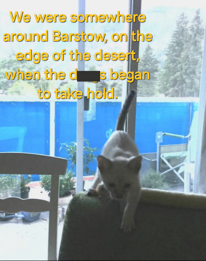 I Created Images Of My Cat Paired With Quotes From Fear And Loathing (12 Pics) I Created Images Of My Cat Paired With Quotes From Fear And Loathing (12 Pics)