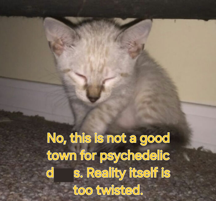 I Created Images Of My Cat Paired With Quotes From Fear And Loathing (12 Pics) I Created Images Of My Cat Paired With Quotes From Fear And Loathing (12 Pics)